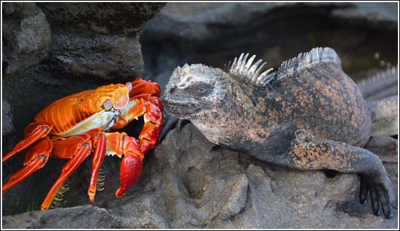crabes embrasse iguane